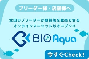 全国のブリーダーが観賞魚を販売できるオンラインマーケット BIO Aqua
